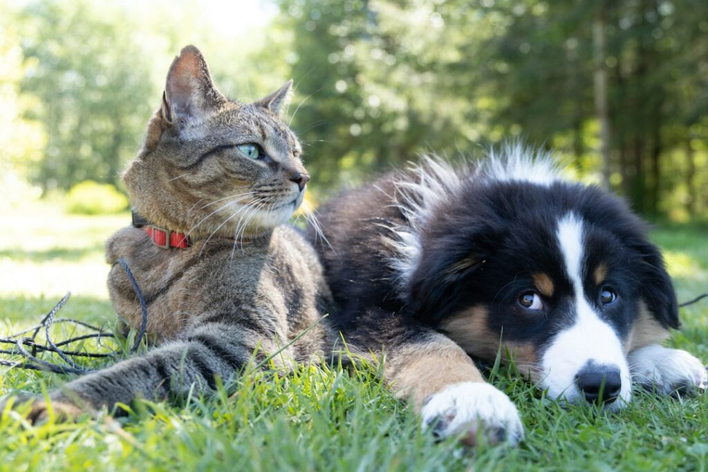 Dog and cat representing pet owners